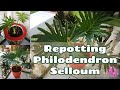 REPOTTING PHILODENDRON SELLOUM