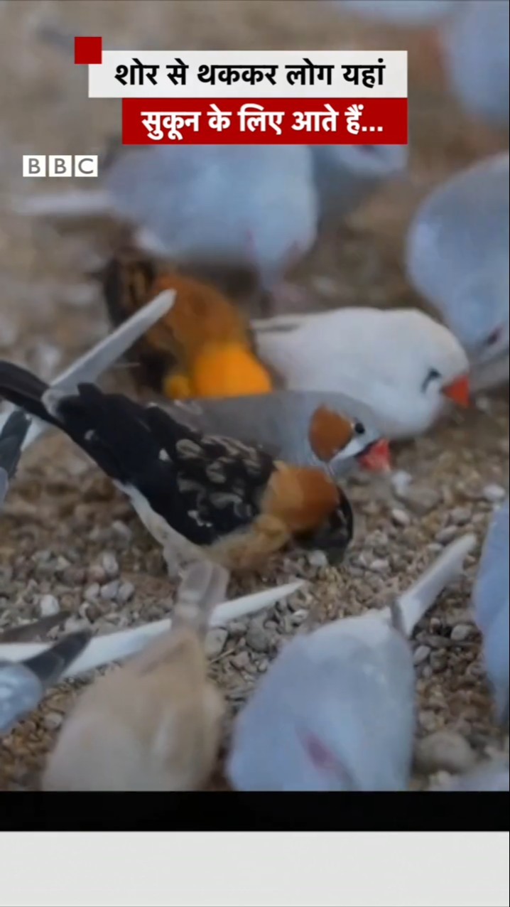 शोर से थककर लोग यहां आते हैं #birds #shorts  (BBC Hindi)