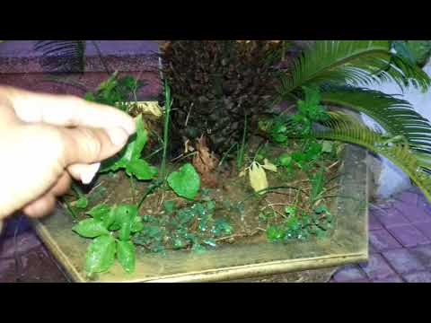 Video Bài thuốc dân gian chữa tan máu bầm trong não của... - youtube