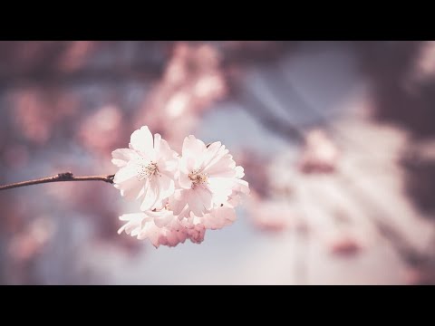 Video: Names of spring flowers (photo, description)
