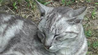 Biter the fat tabby cat and Niuniek the silver relaxing on a sunny day by kotomaniak 75 views 1 year ago 2 minutes, 54 seconds