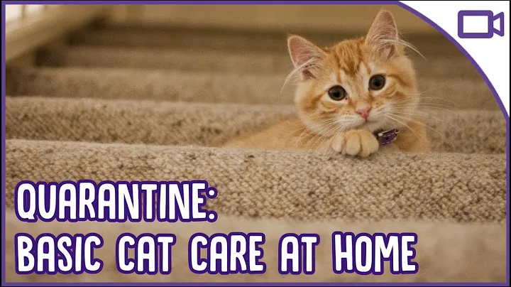 Quarantine Cat Care - Basic at Home Cat Care 101!