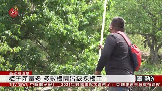 缺採梅工那瑪夏梅子價格連帶受影響2020-04-04 IPCF-TITV ...