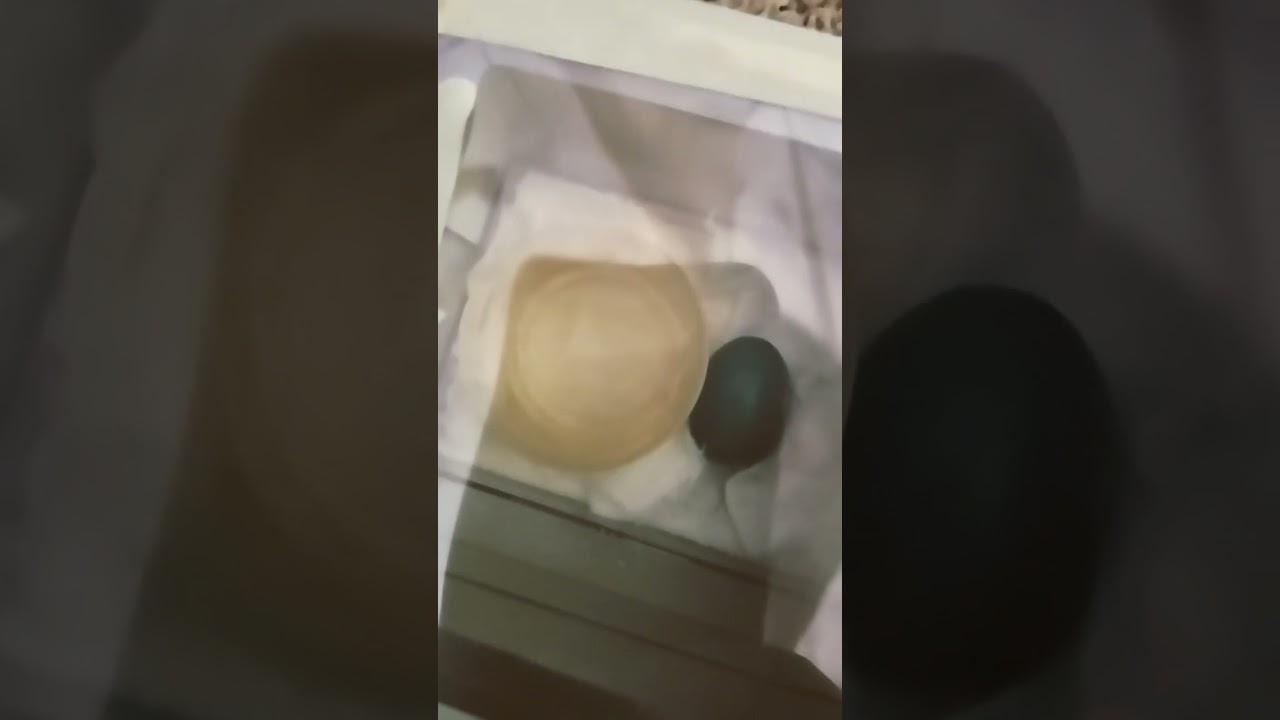 New. Baby blue Robin egg new pet.