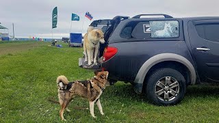 Приехал на Всероссийскую выставку лаек