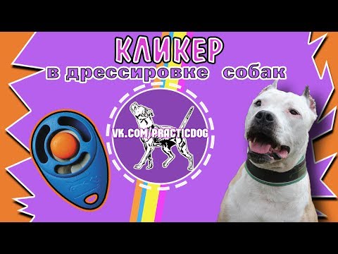 Кликер в дрессировке собак | питбуль | дрессировка собак