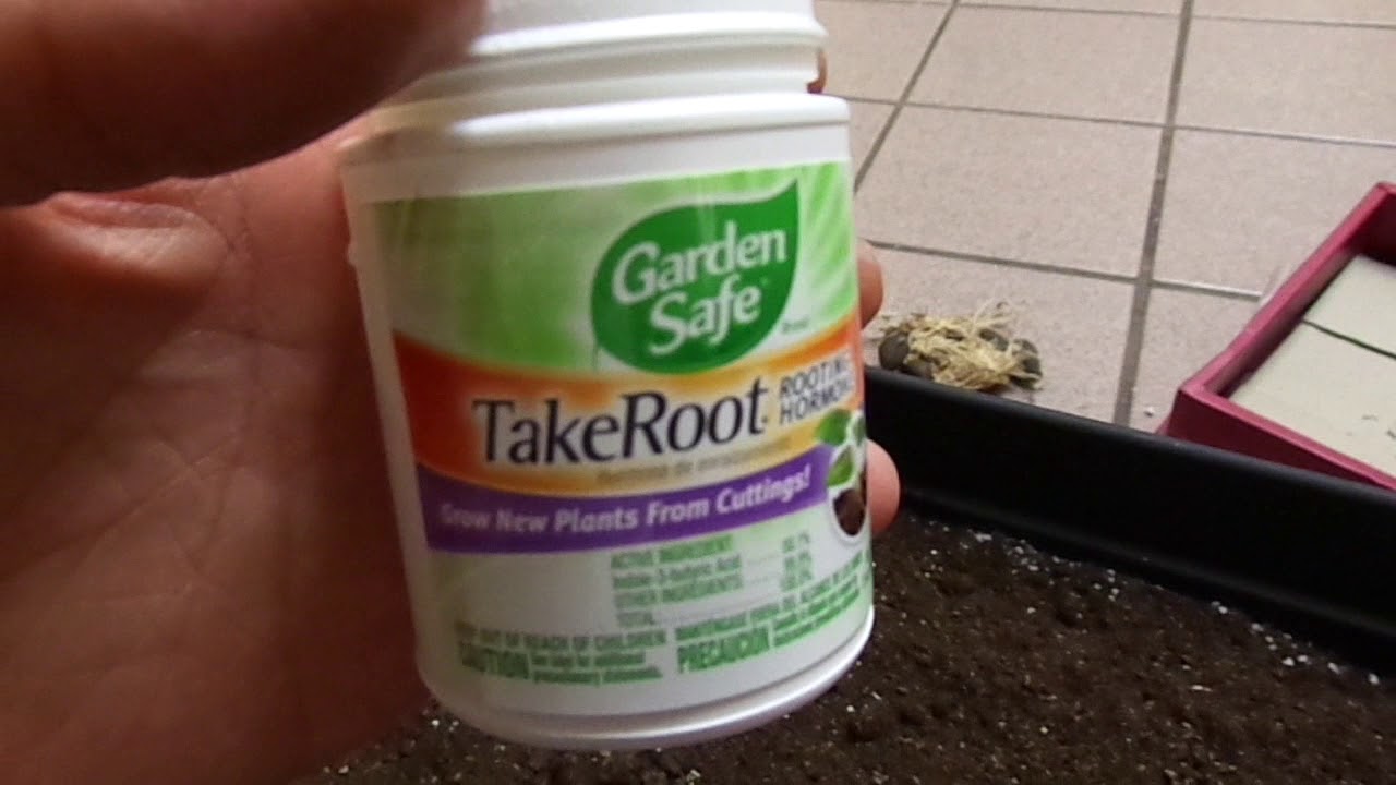 video phone beyonce mp3 Planting of 60 amorphophallus titanum seeds part 4