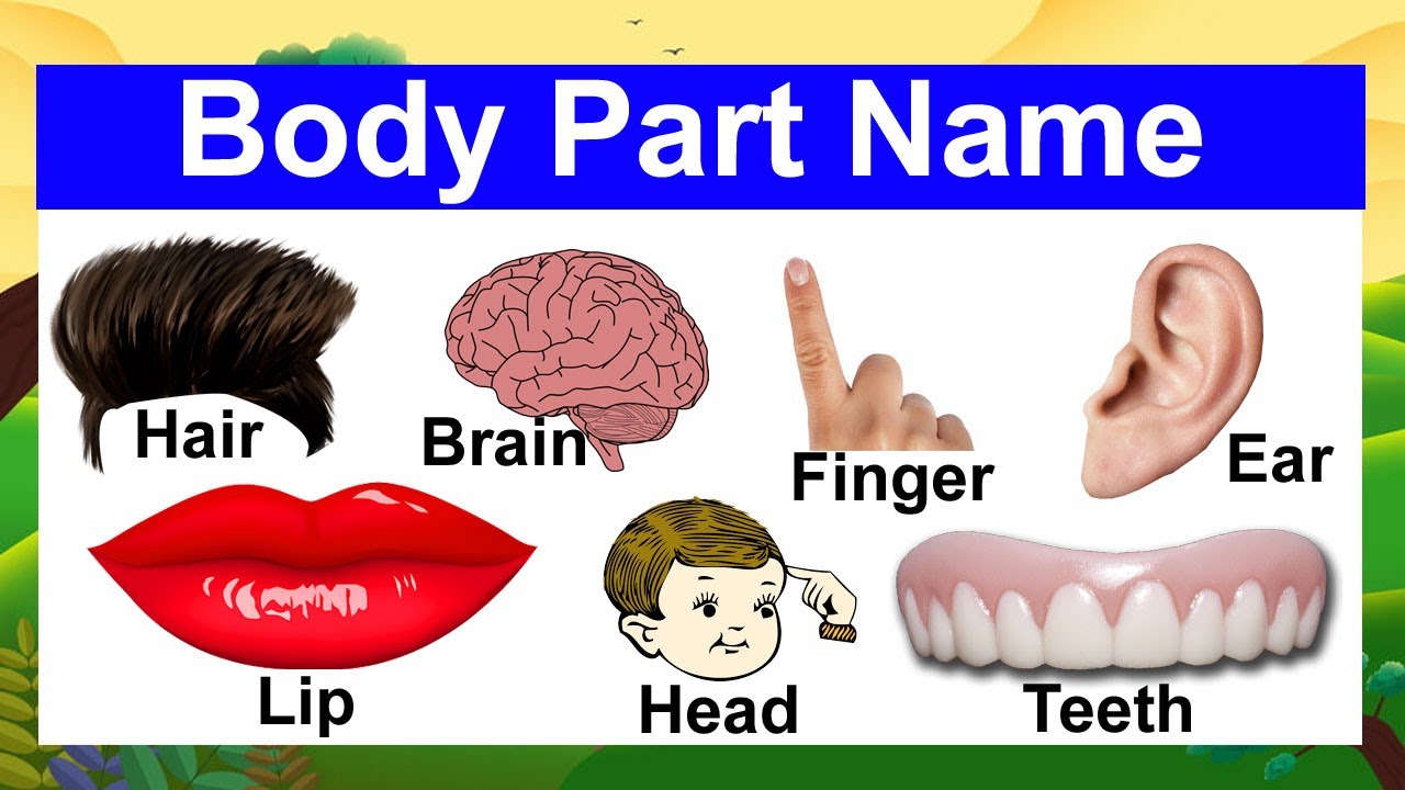 New 3D Learn Body Part for Kids With Spelling and Images Human Body