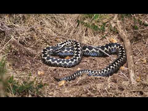 Dance of the Adder – Britain's Extraordinary Viper - Highly Commended - BWPA 2025