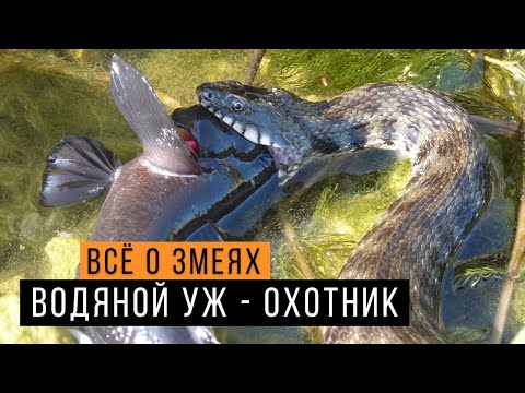 Водяной уж на волге