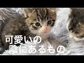 【52】子猫の陰の現実と遊びを知らない保護猫シロ