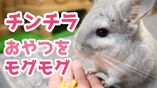 大好きなパパさんの所におやつを食べにくるチンチラが可愛すぎる！！Chinchilla and snacks and dad