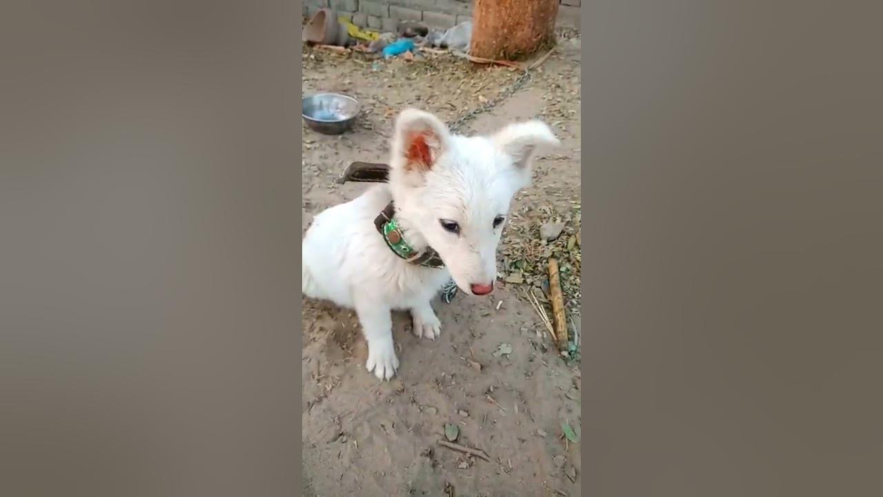 white-pista-dog-beautiful-white-russian-dog-pista-dog-in-playing-mood