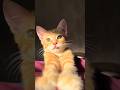 CATS FUNNY CUTE VIDEOS 🐾427