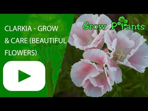 Video: Clarkia Rất đẹp