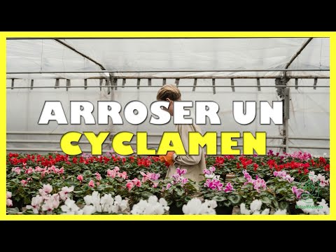 Vidéo YouTube