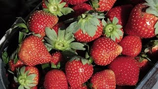 A nutritionist reveals 3 foods that boost your immune system