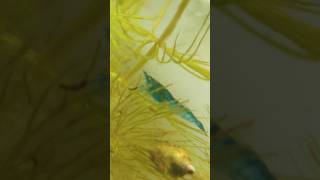 Beautiful Shrimp in Aquarium 🦐 | Satisfying Fish Tank Video