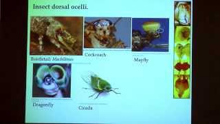 Peter Simmons - Coding and Signals for Action by Insect Visual Neurons