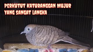 Perkutut katuranggan Mujur | pembawa keberuntungan