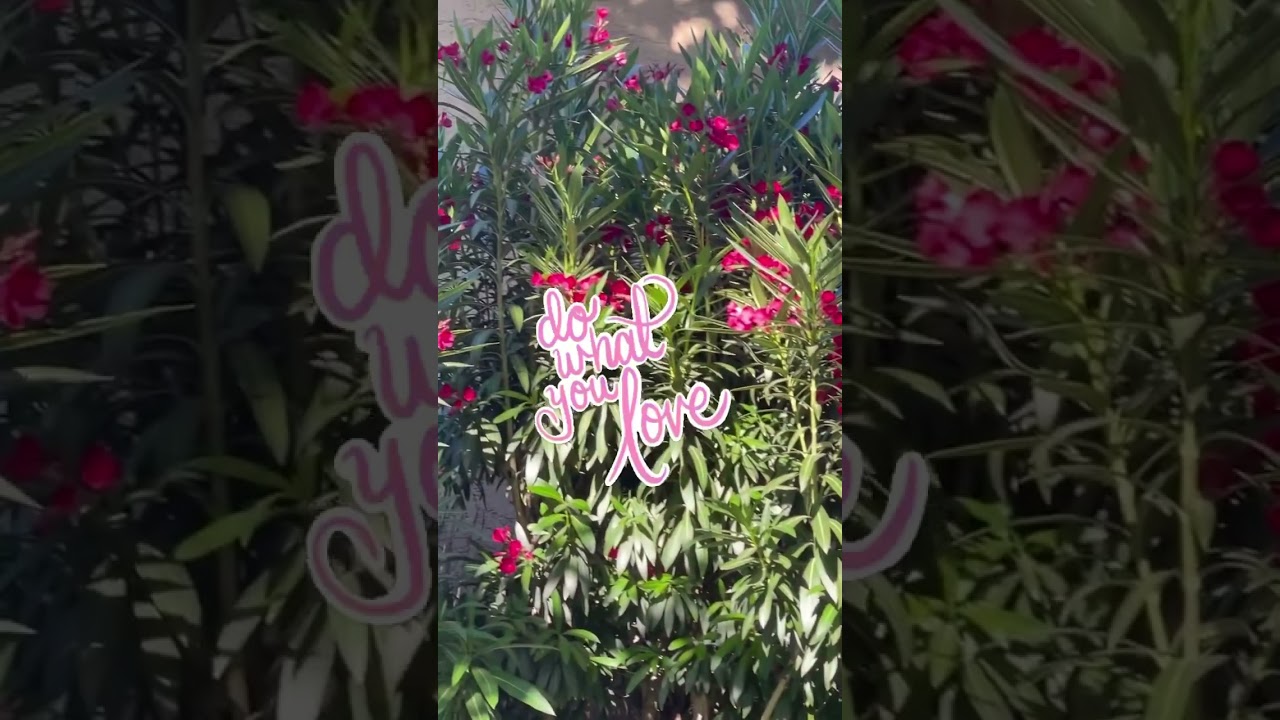 Do what you love ❤️ quotes amazing flowers 