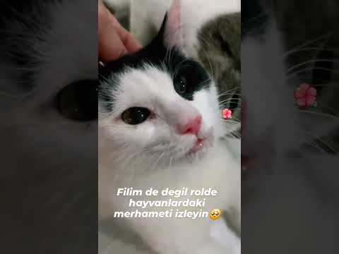 Epilepsi nöbeti geçiren kedi ve ona müdahale eden diğer kediler 🙏🐾