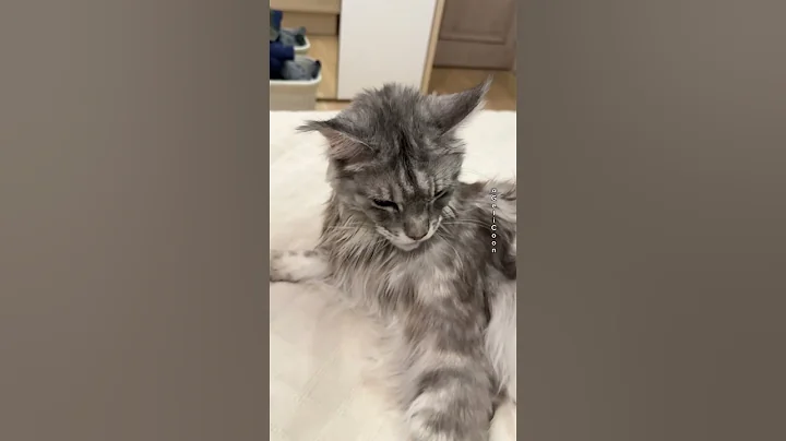 Video 7770951: mainecooncat mainecoons cat, maine coon enjoying, purring loudly