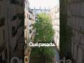 Un árbol de casi 20 metros, escondido en un patio de manzana en pleno centro de San Sebastián