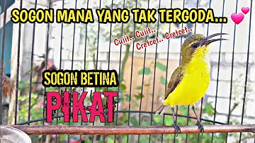 SOGON BETINA PIKAT MEMANGGIL JANTAN SANGAT AMPUH UNTUK PANCINGAN SOGON AGAR RAJIN BUNYI