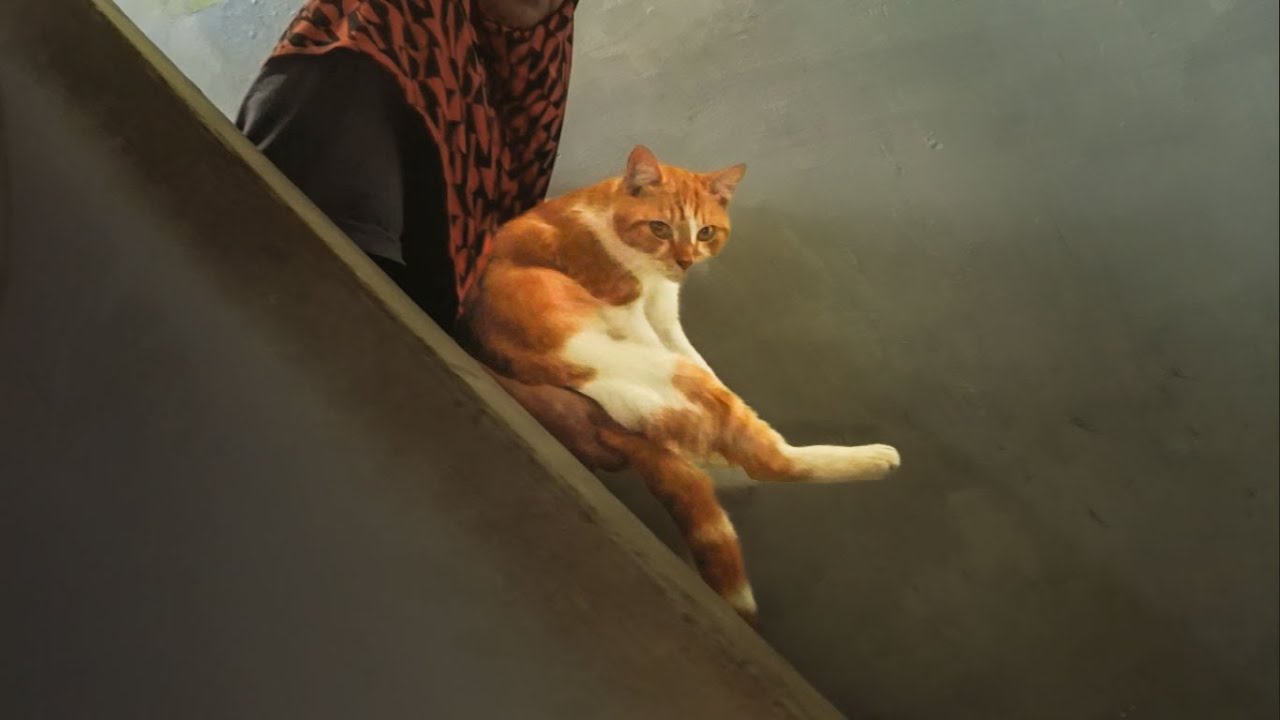 Keadaan Darurat Kecil  Nenek Meong | Memasak Menu Buka Puasa dan Merawat Kucing Sakit