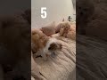 The Shih Tzu Shake How Many In One Playtime The Shih Tzu Shake How Many In One Playtime