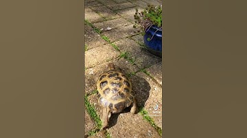 #tortoises are faster than you think - this video is not speeded up!! #tedthetortoise #tortoisetime