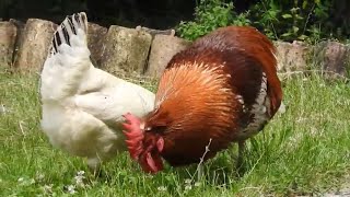 How can you tell if chicken is hot?