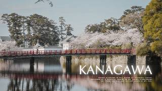 The Most Breathtaking Cherry Blossom Spots In Kanagawa Cherry Blossom Day Trip From Tokyo 