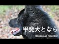 天気最高山行くよ～。Mountain walk with Kai dogs【Samurai dog TV】