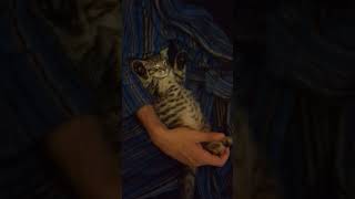 Adorable kitten falls asleep with both arms up