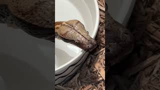 BLOOD PYTHON DRINKING!! #reptiles #snakevideo #bloodpython #enclosure #morphe #water #pdhnetwork