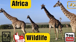 "4K African Wildlife and Relaxing Animals in Ultra HD Video with Calming Music for Stress Relief"