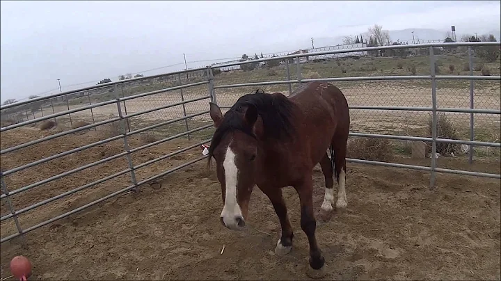 Stanley - BLM Mustang - 1st Haltering