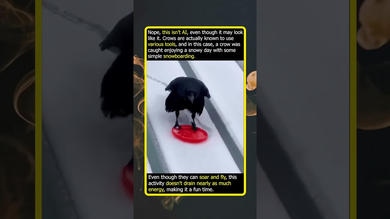 Proof That Crows Just Want To Have A Good Time