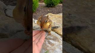 FEEDING CHIPMUNKS PEANUTS 🥜🐿😋 #shorts