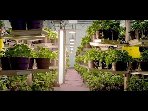 Revolutionizing Agriculture with Affinor Growers' Vertical Towers!