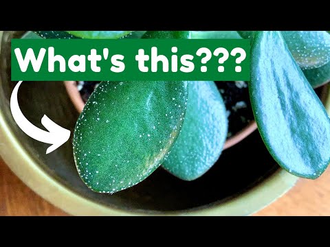 Video: Hvad forårsager hvide pletter på jadeplanten - hvorfor er der hvide pletter på min jadeplante