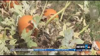Venetucci Farm bringing back Pumpkin Hunt