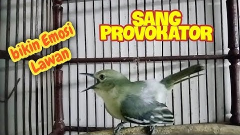 Gacor parah,,bikin emosi semua burung sirtu karena kerasnya teriakan sirtu pikat ini