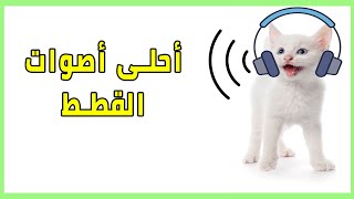 صوت القطط الممتع أكثر من 3 دقائق