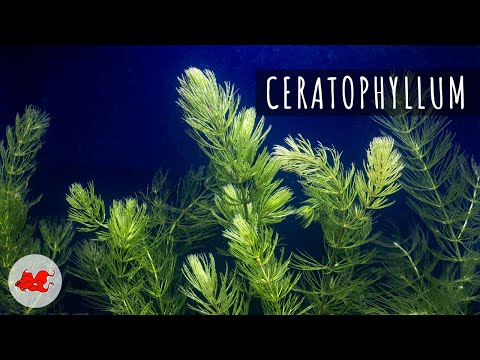 Vidéo: Une plante dans un aquarium. Algues vivantes et artificielles