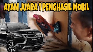 AYAM JAGO PILIHAN  JUARA 1