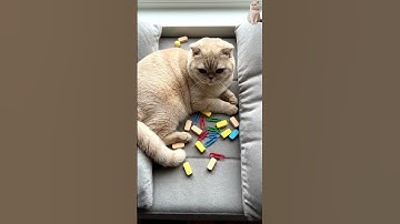Reverse Magic! 😺 Watch This British Shorthair Cat Go Crazy 💛 #cat #shorts #viral #funny #cute