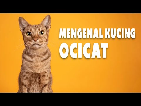 Video: Ocicat